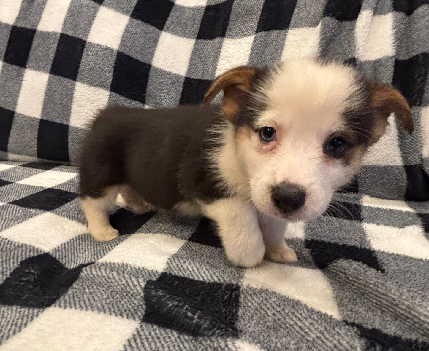 Tricolor Male 3 - $750
