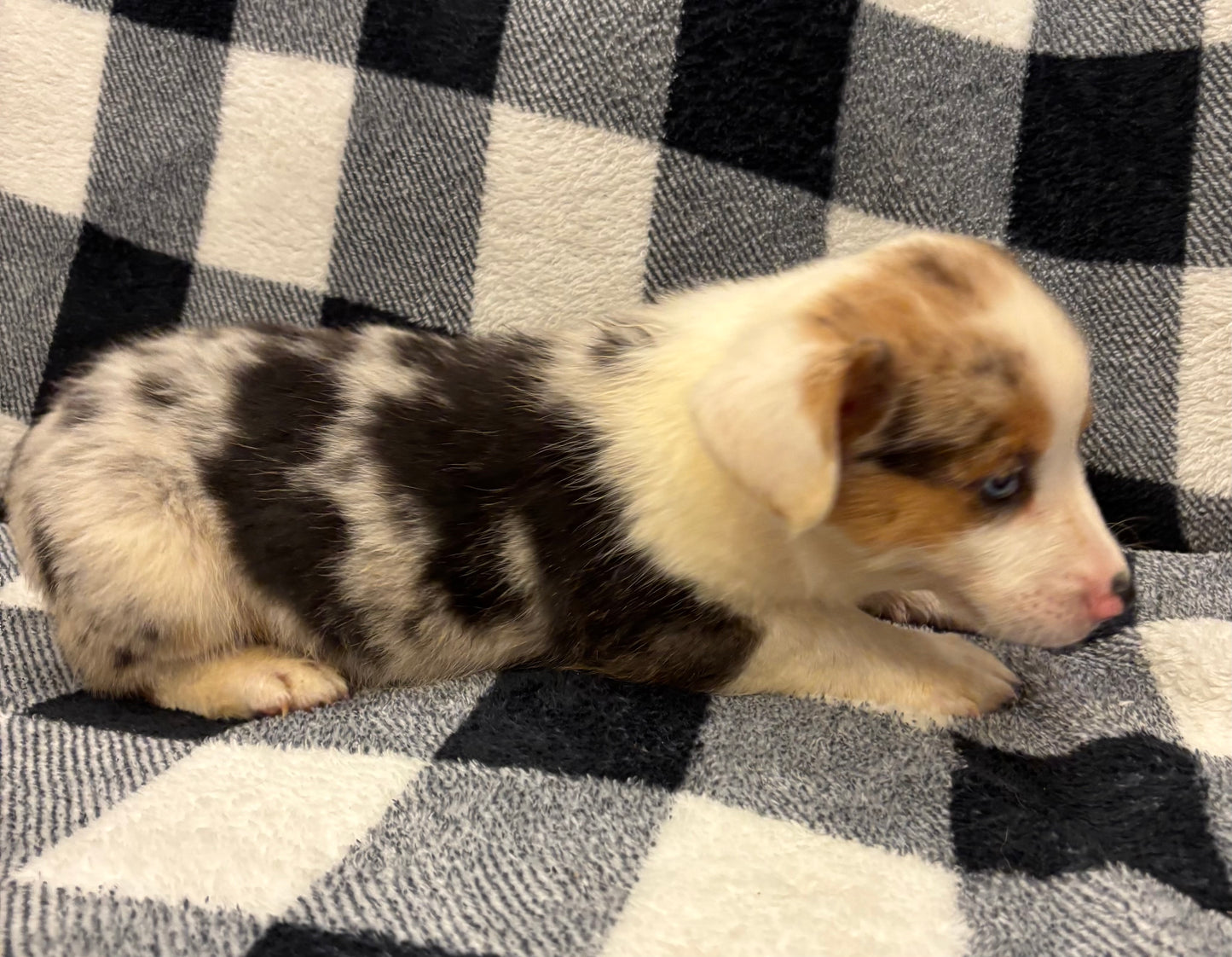 Merle Male - $1000