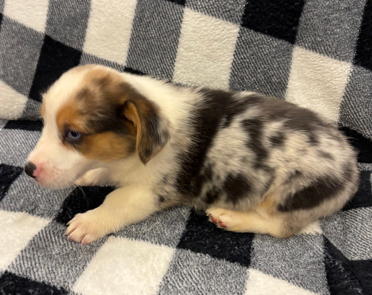 Merle Male - $1000