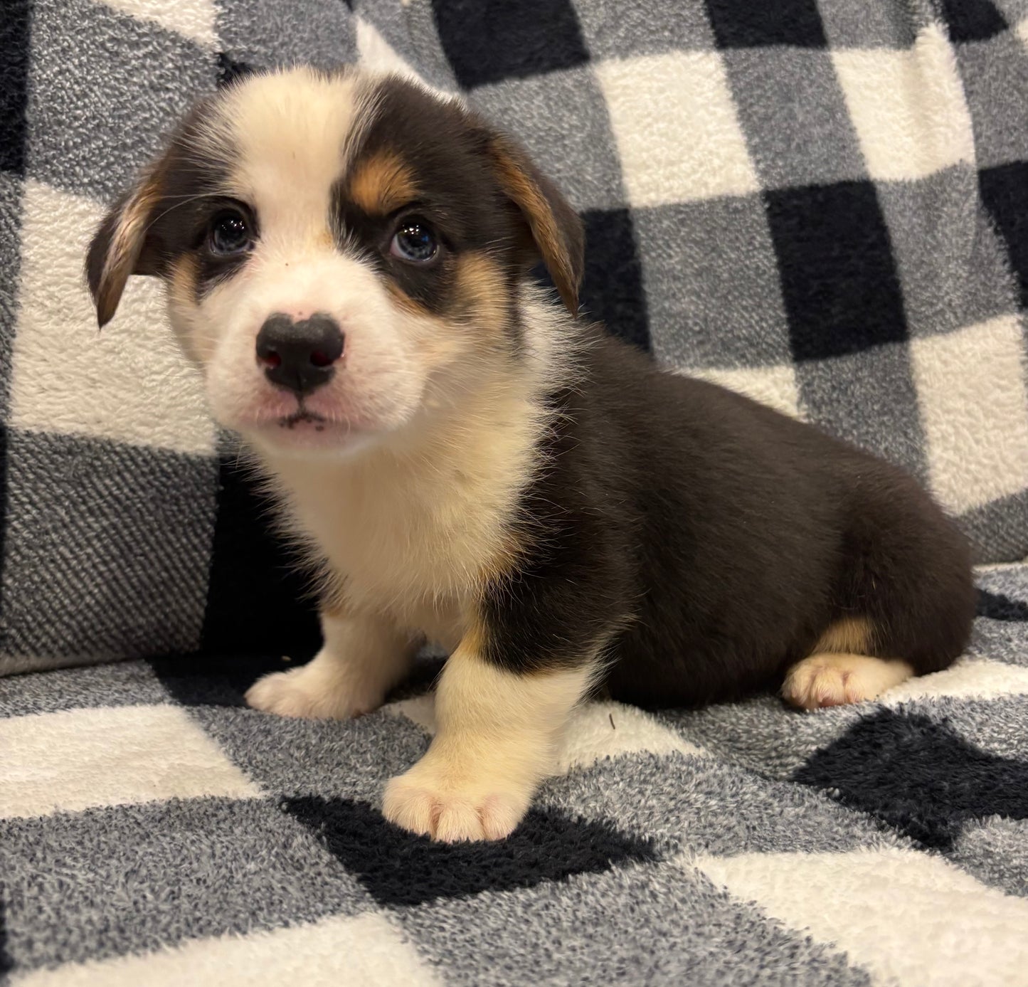 Tricolor Male 2 - $750