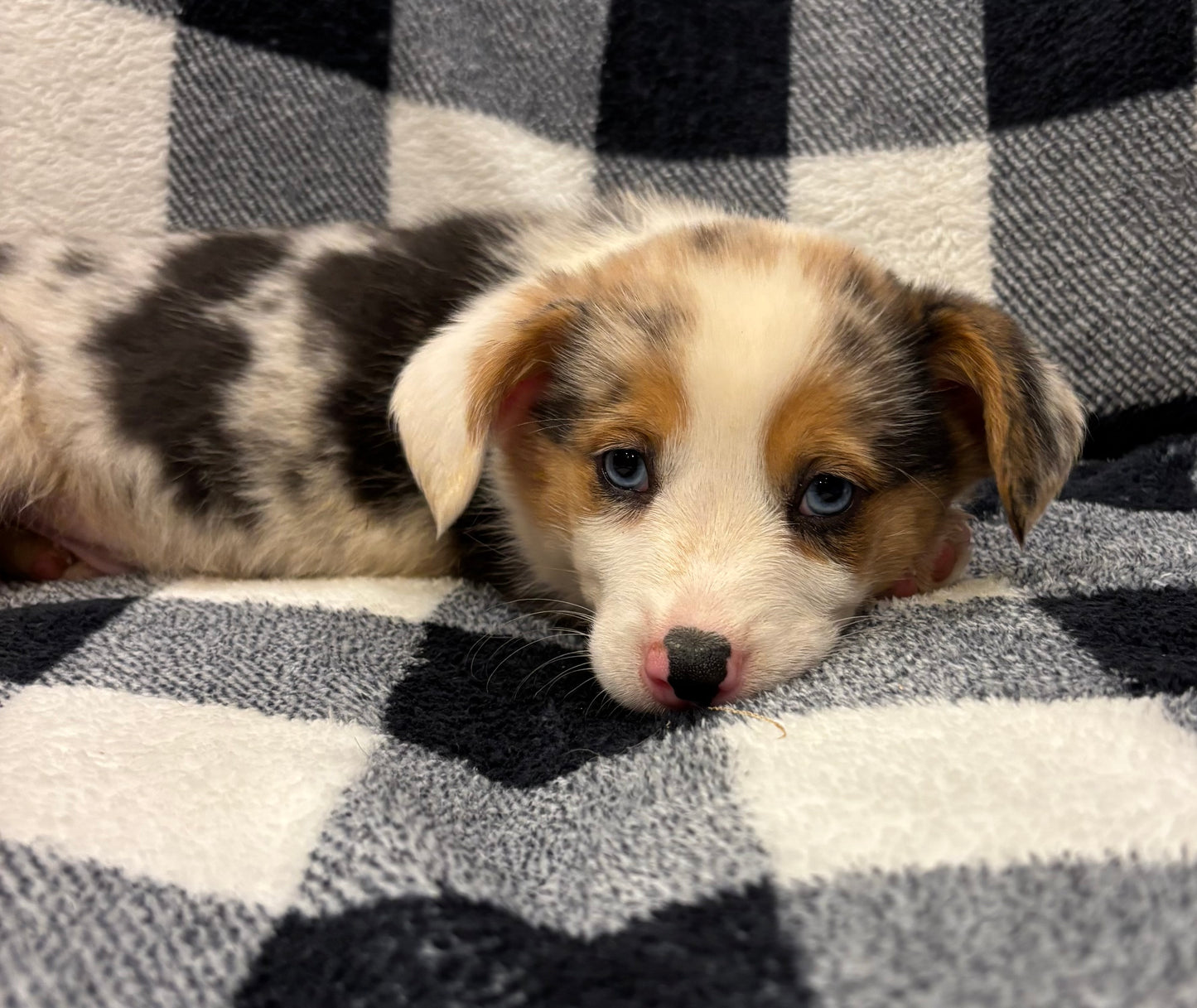 Merle Male - $1000