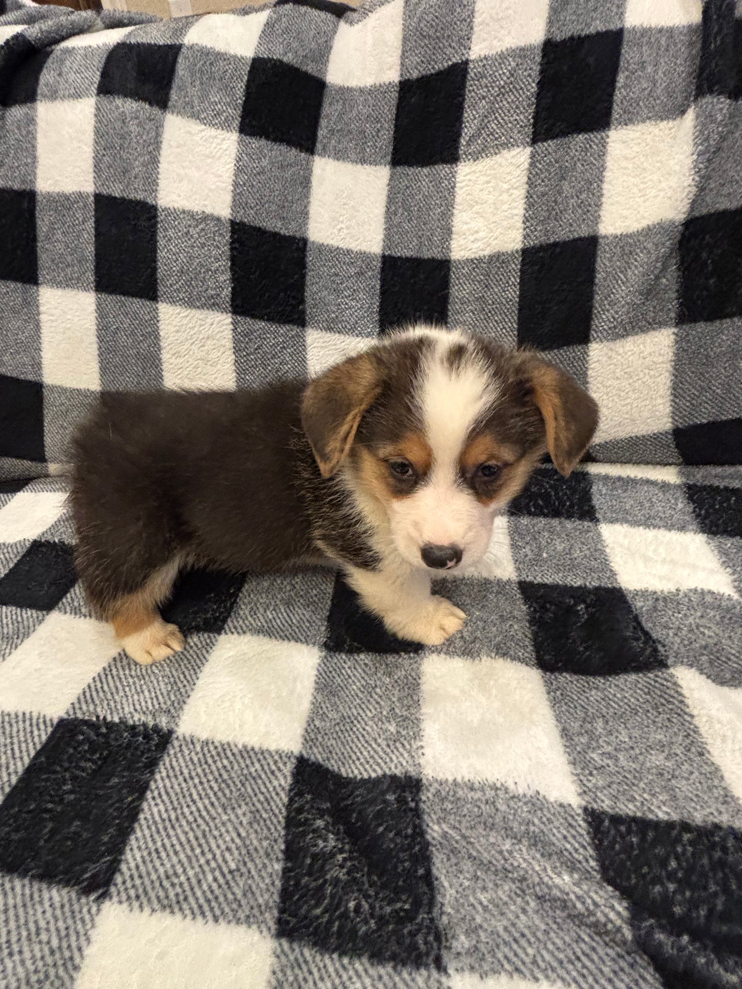Tricolor Male 2 - $750