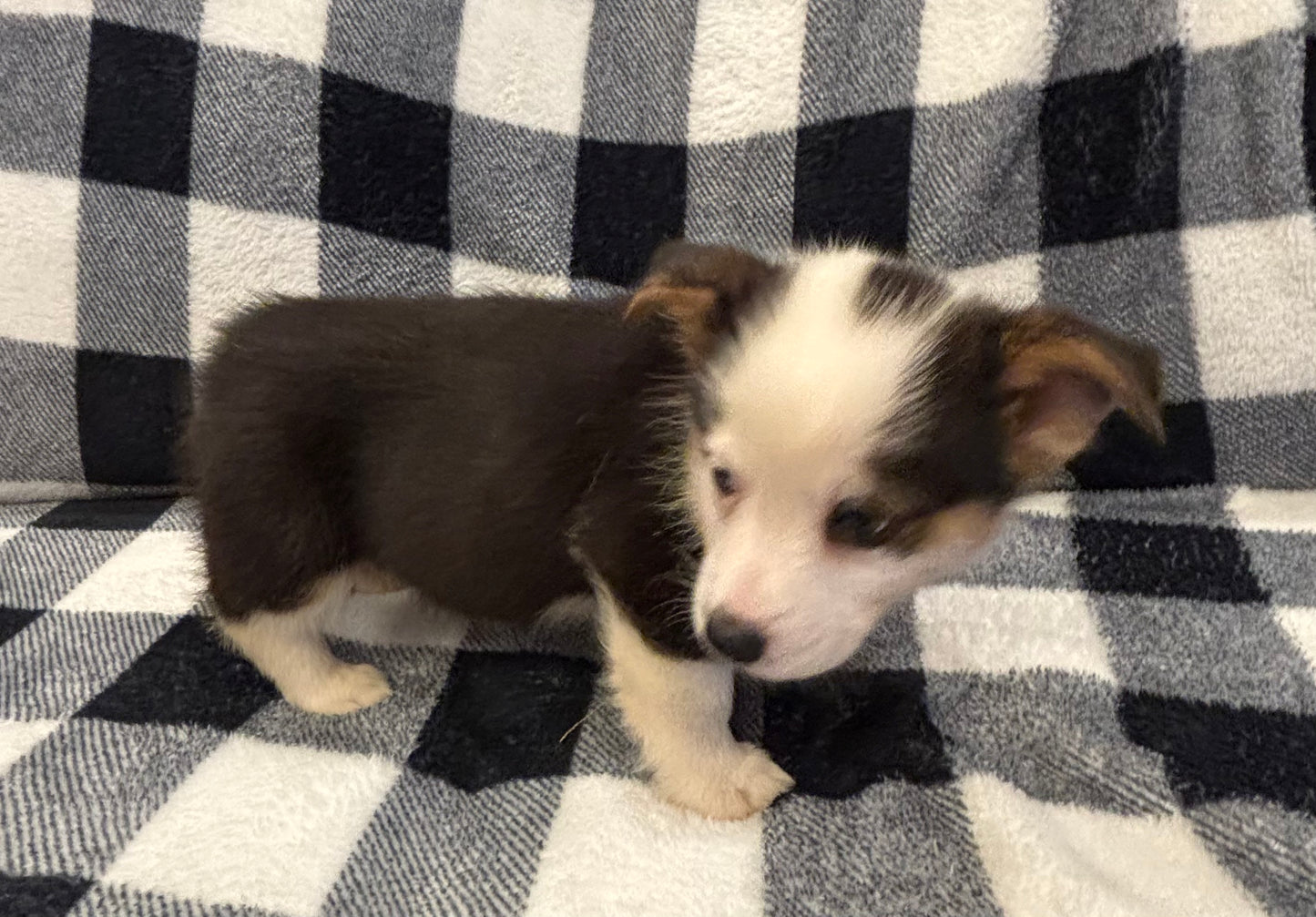 Tricolor Male 3 - $750