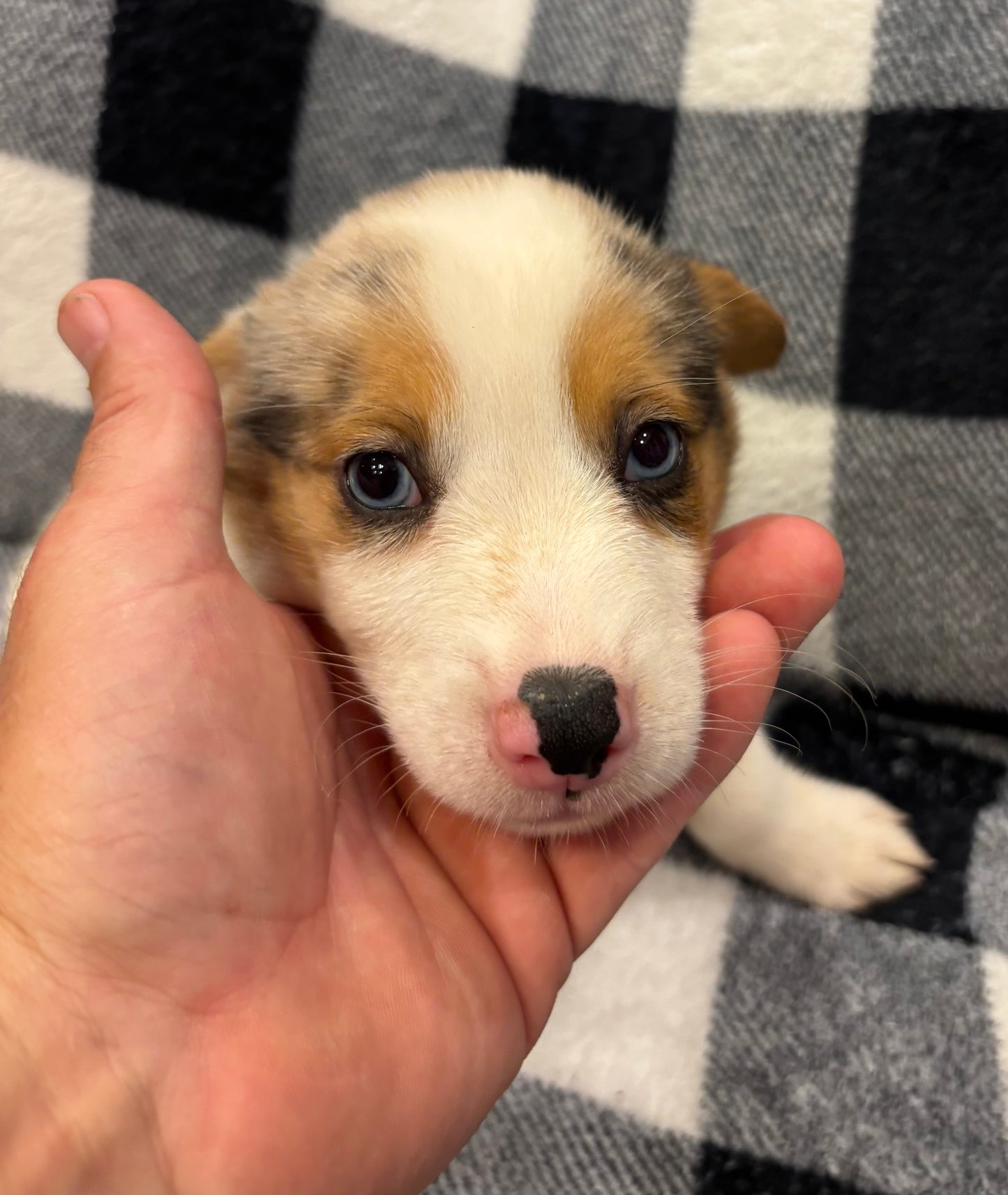Merle Male - $1000