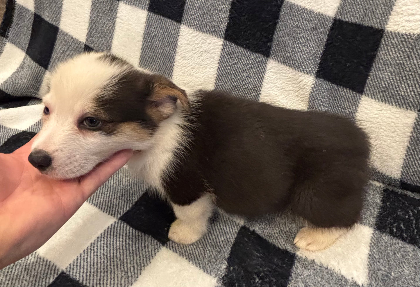 Tricolor Male 3 - $750