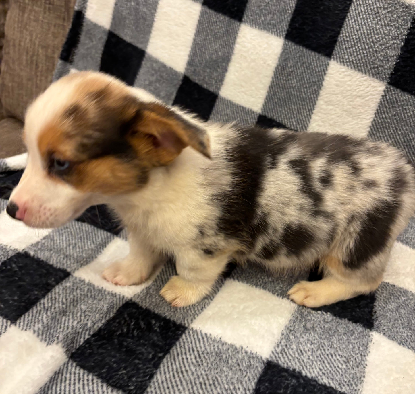 Merle Male - $1000