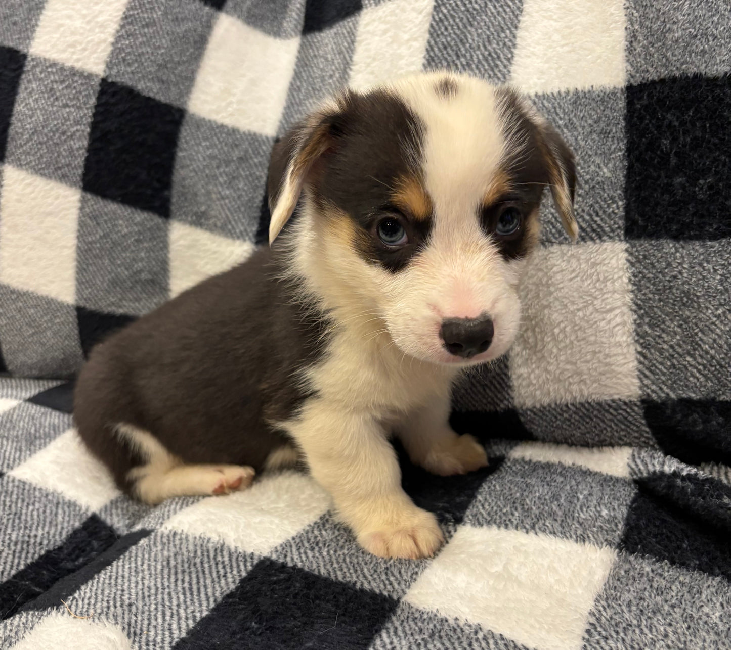 Tricolor Male 1 -  $750