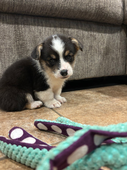 Tricolor Male 1 -  $750