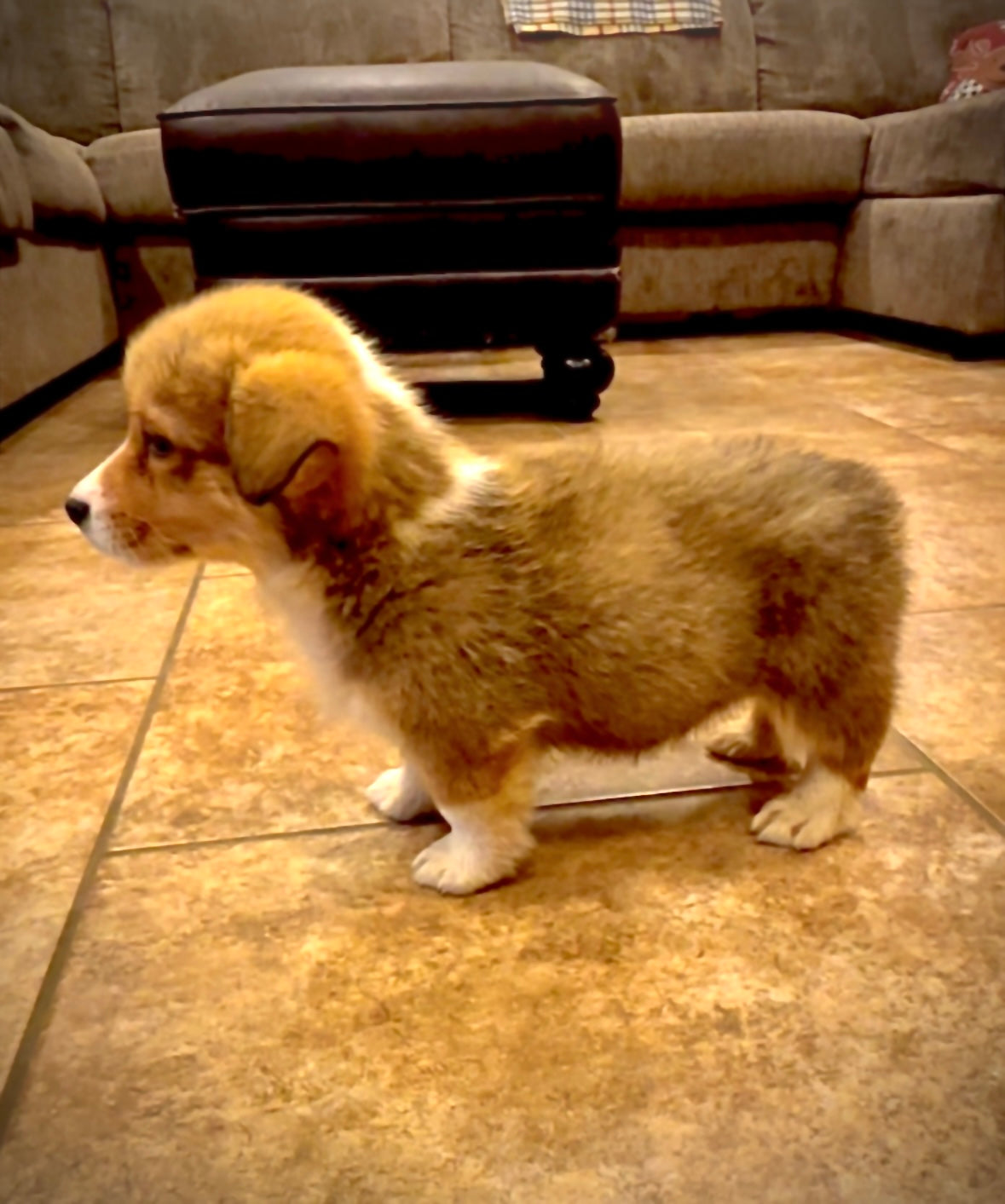 Red/White Male - $800