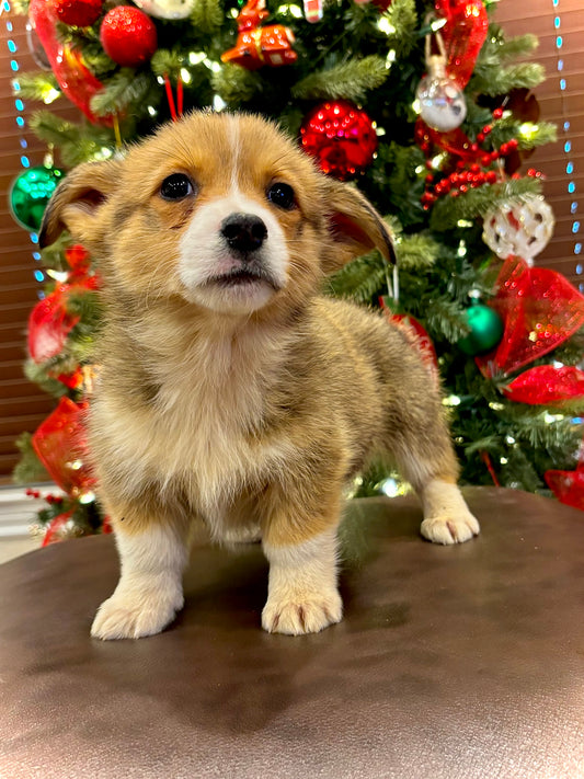 Red/White Male - $800