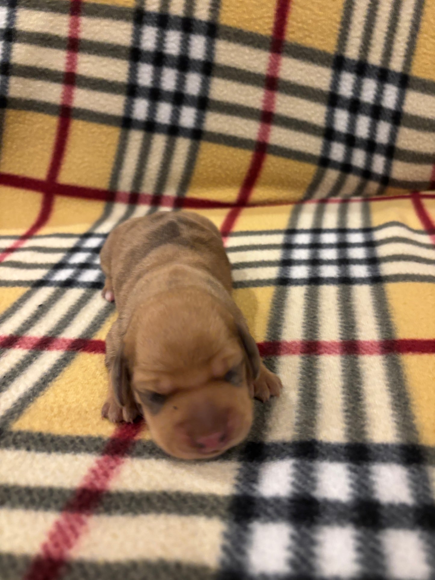 Dachshund shorthair dapple female - $620