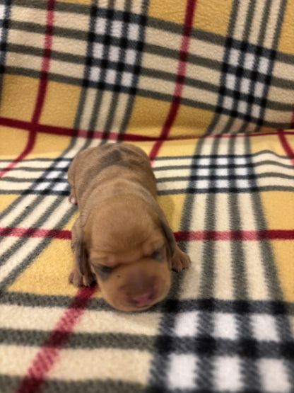 Dachshund shorthair dapple female - $620