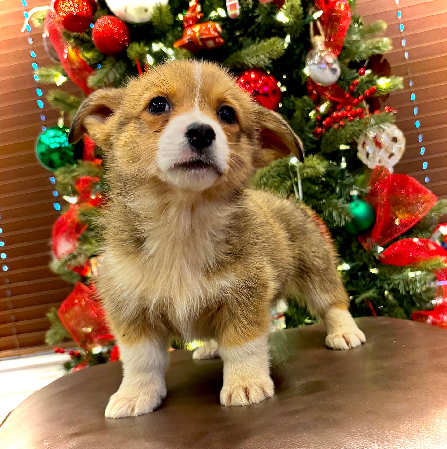 Red/White Male - $800