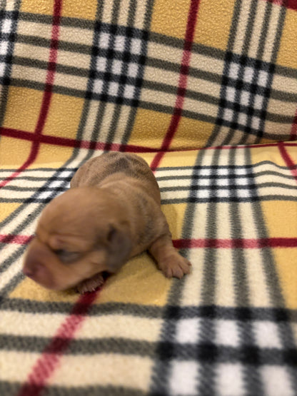 Dachshund shorthair dapple female - $620