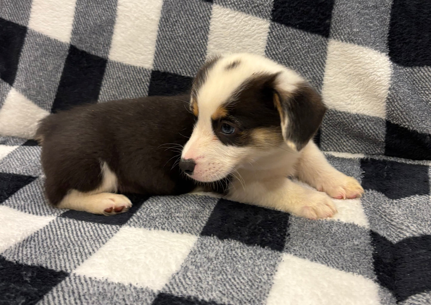 Tricolor Male 1 -  $750