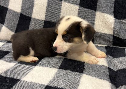 Tricolor Male 1 -  $750