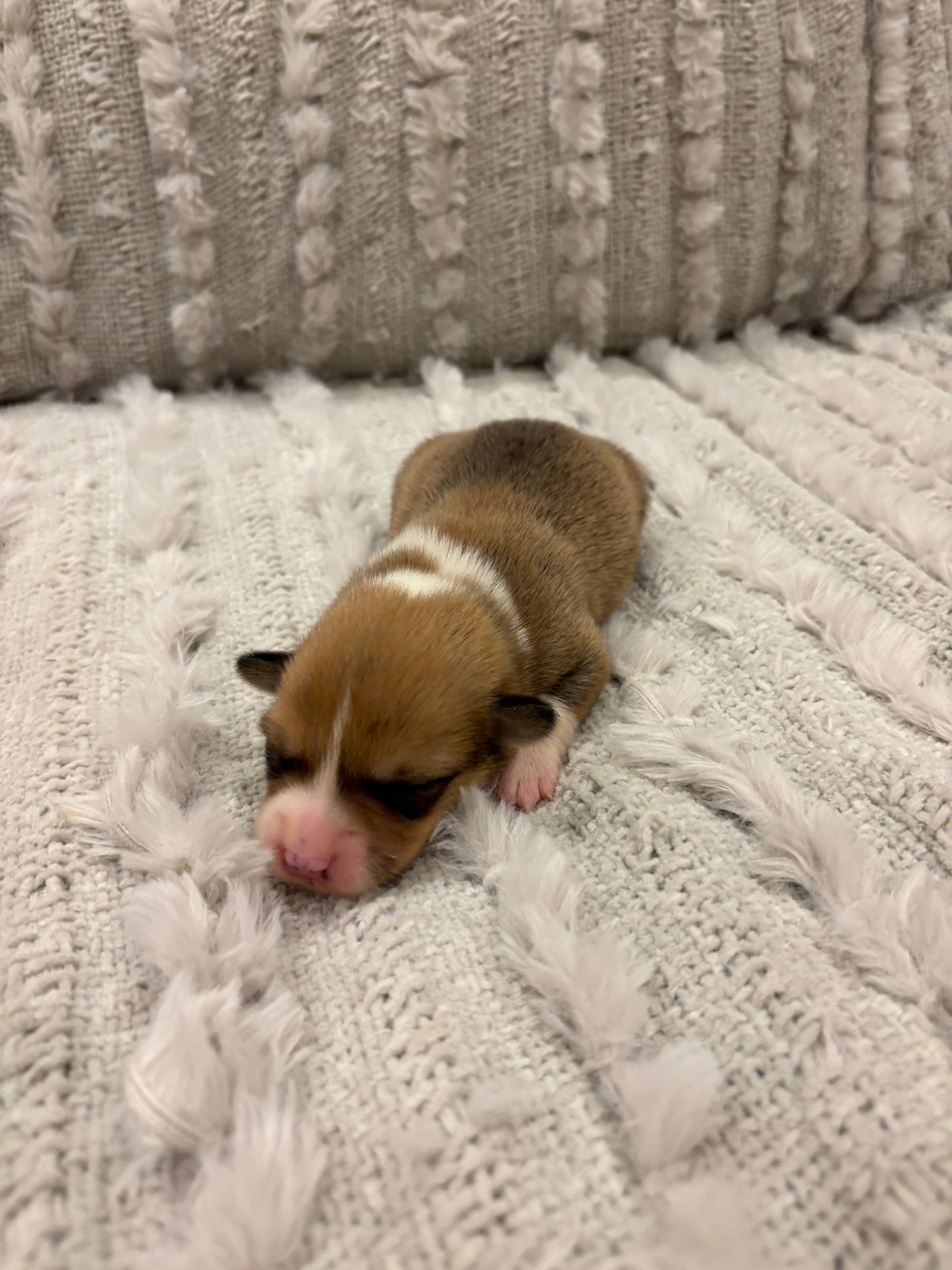 Red/White Male - $800