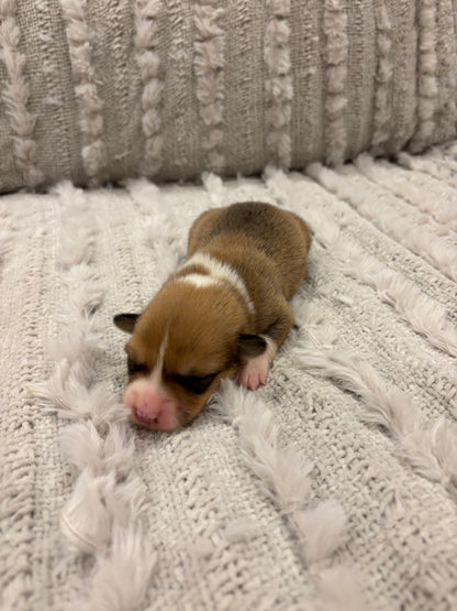 Red/White Male - $800