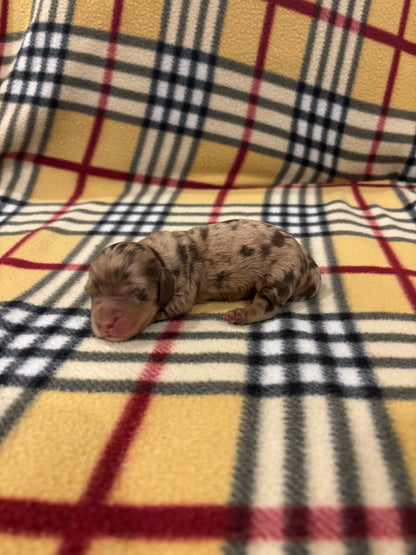 Dachshund shorthair dapple female - $620