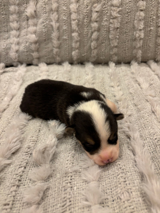 Tricolor Male 2 -  $600