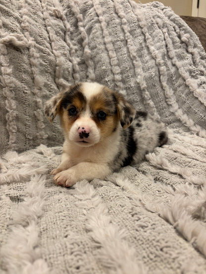 Merel female 2 -  $1080