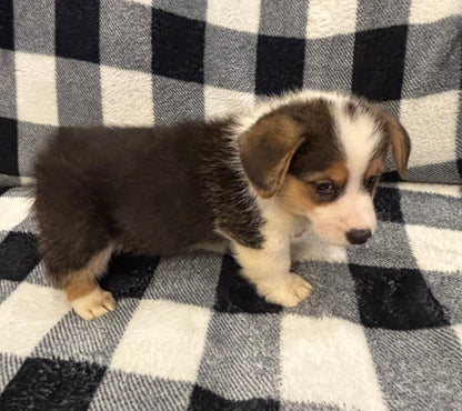 Tricolor Male 4 -  $750