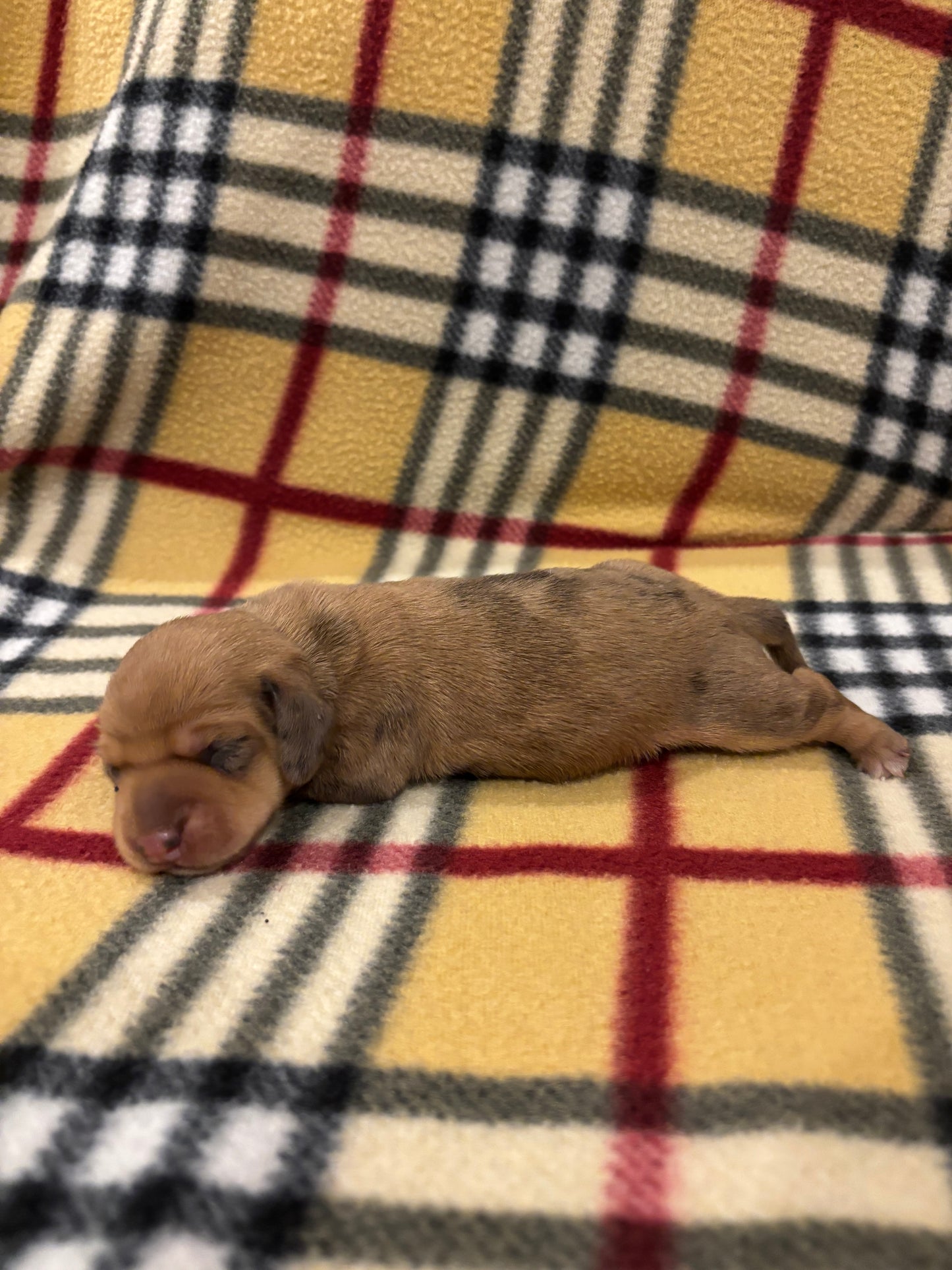 Dachshund shorthair dapple female - $620