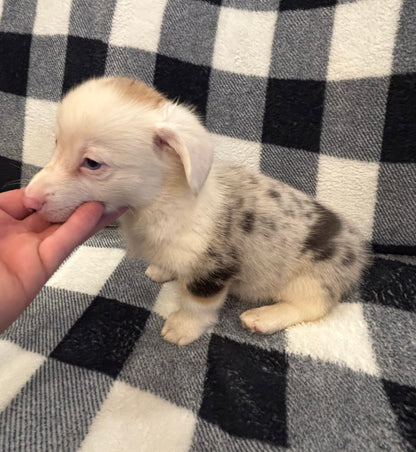 Merle Male 2 - $1000