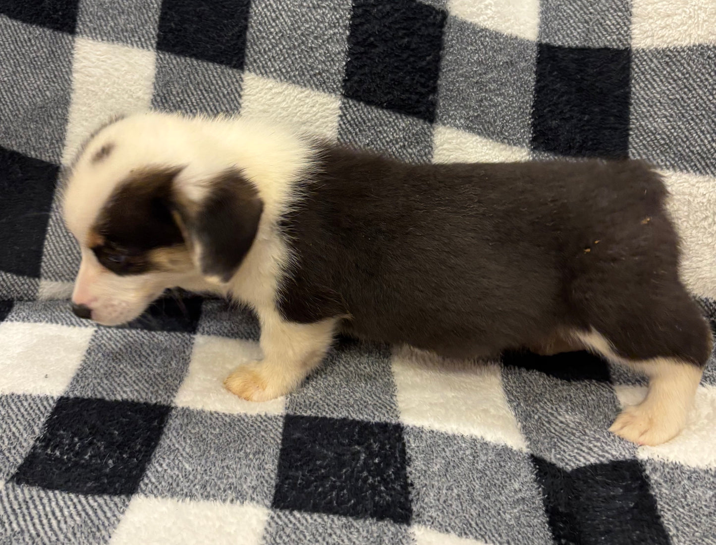 Tricolor Male 1 -  $750