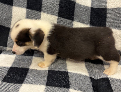 Tricolor Male 1 -  $750