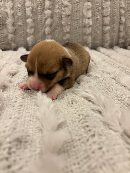 Red/White Male - $800