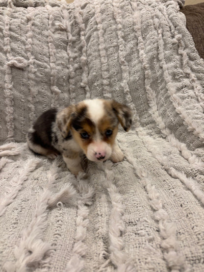 Merel female 2 -  $1080