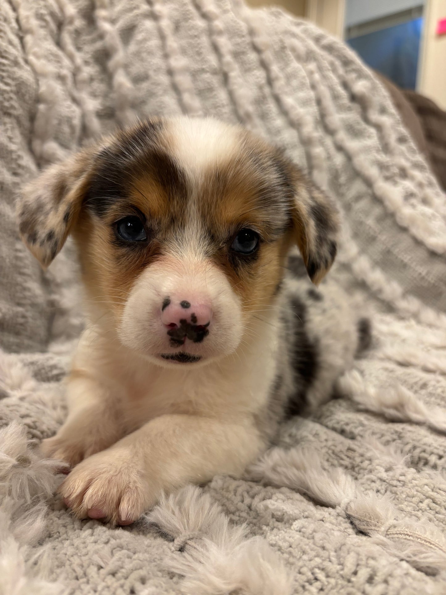 Merel female 2 -  $1080