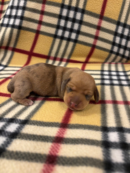 Dachshund shorthair dapple female - $620