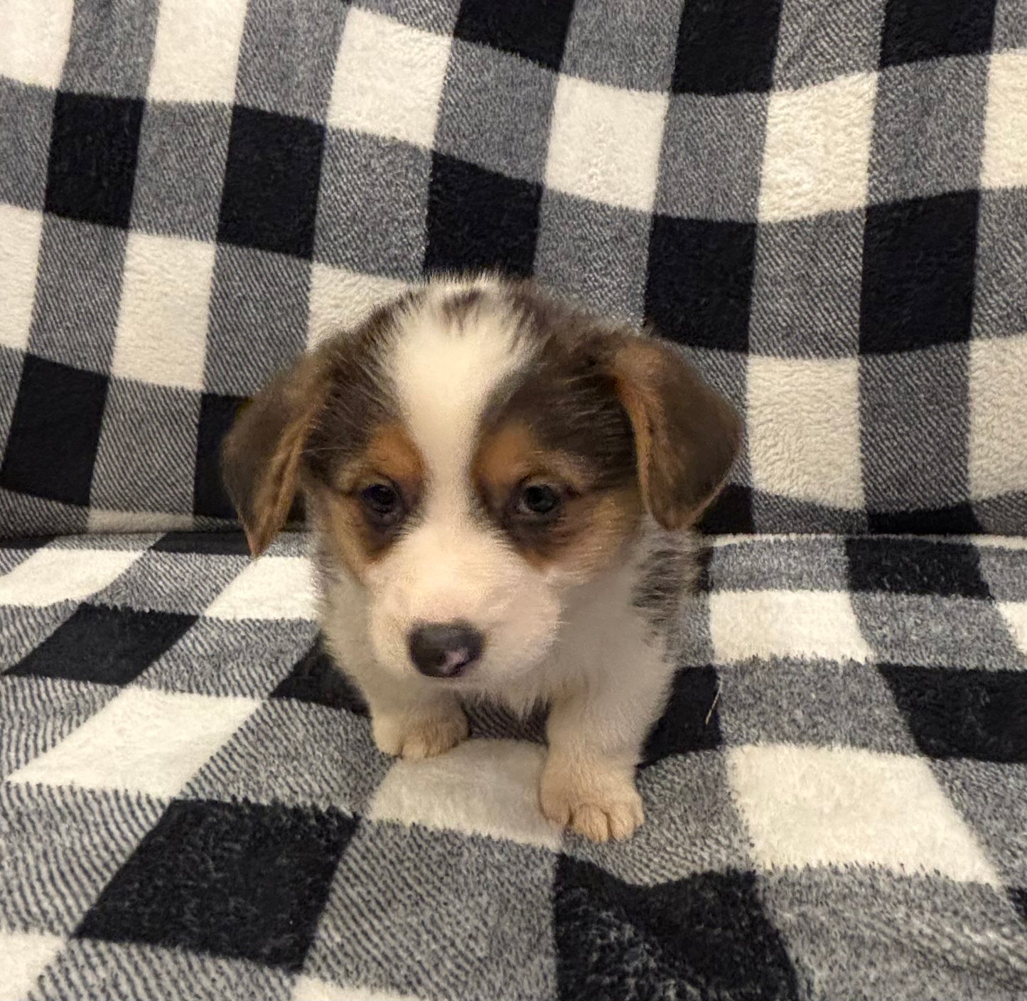 Tricolor Male 4 -  $750