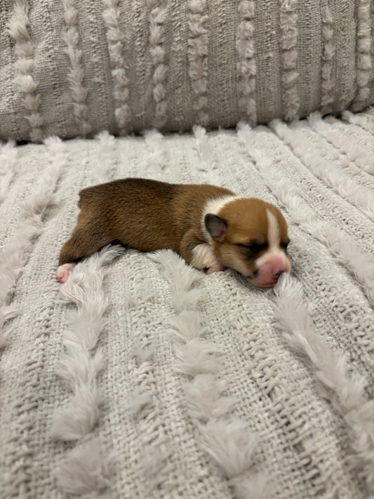 Red/White Female 1 - $1250