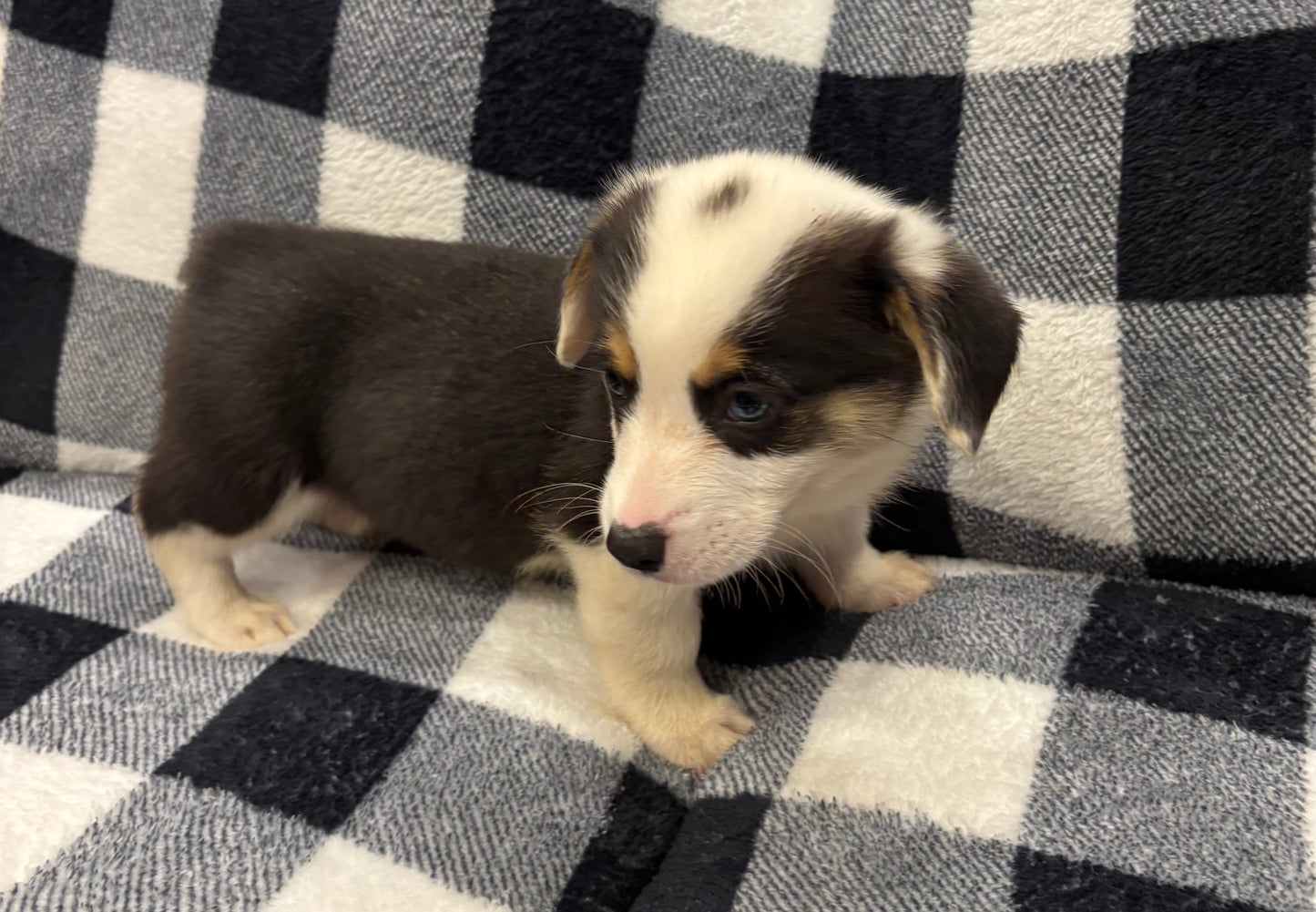 Tricolor Male 1 -  $750