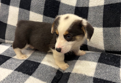 Tricolor Male 1 -  $750