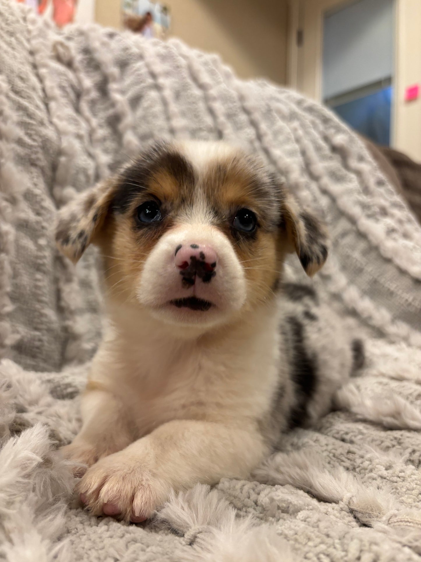 Merel female 2 -  $1080