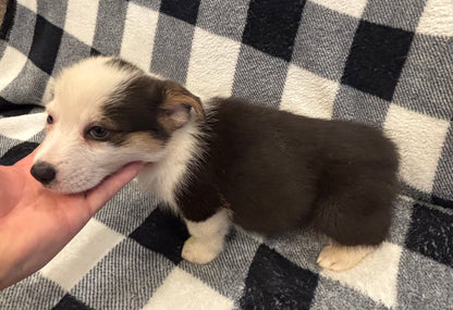 Tricolor Male 3 -  $750