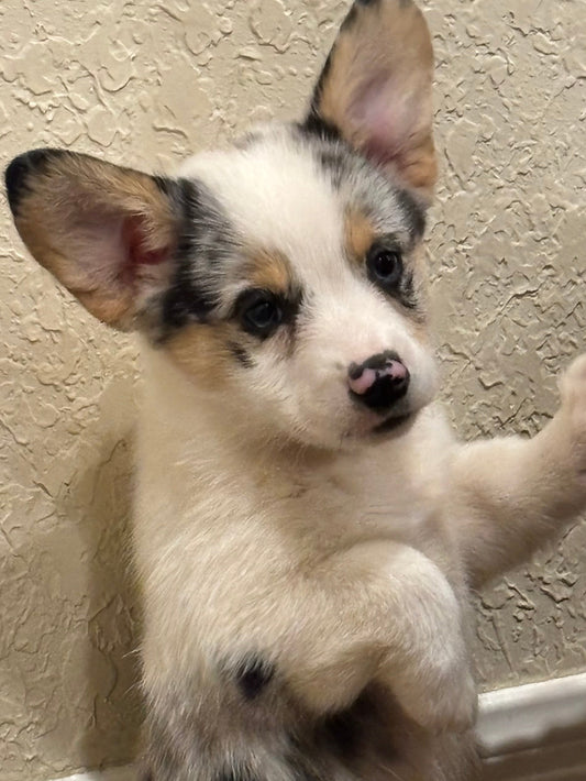 Merel female 1 -  $1200