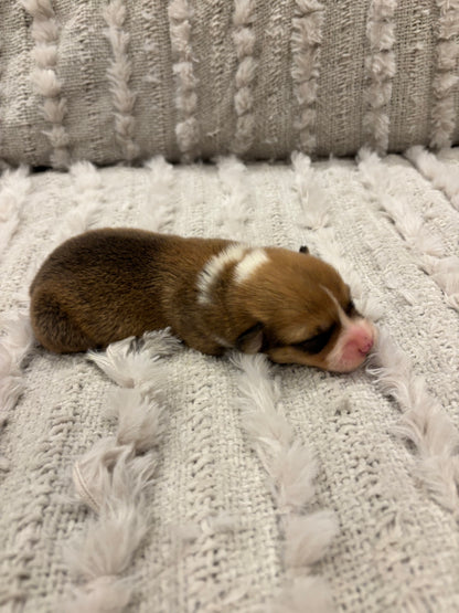 Red/White Male - $800