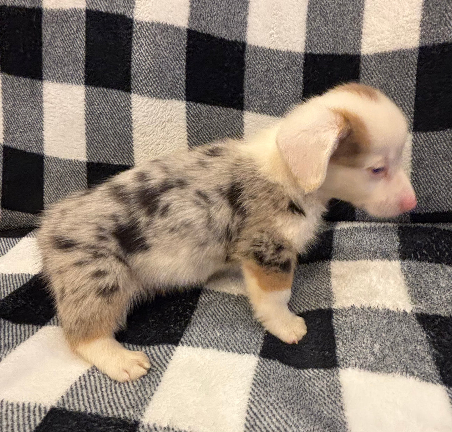 Merle Male 2 - $1000