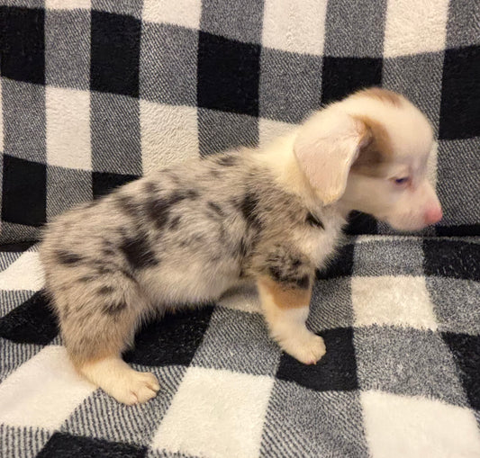 Merle Male 2 - $1000