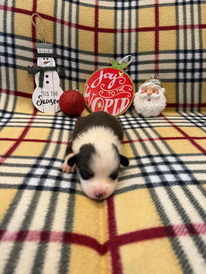 Tricolor Male 2 -  $800