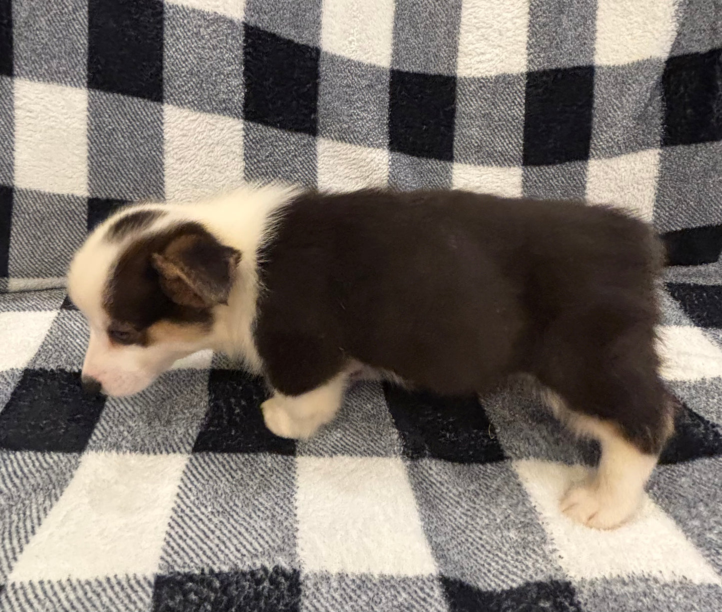 Tricolor Male 4 -  $750