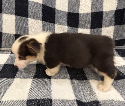 Tricolor Male 4 -  $750