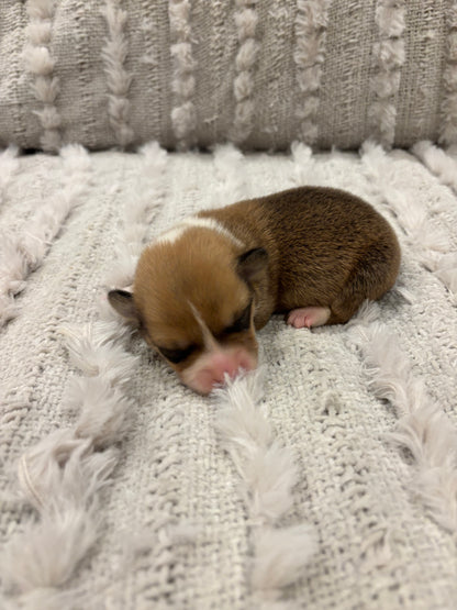 Red/White Male - $800