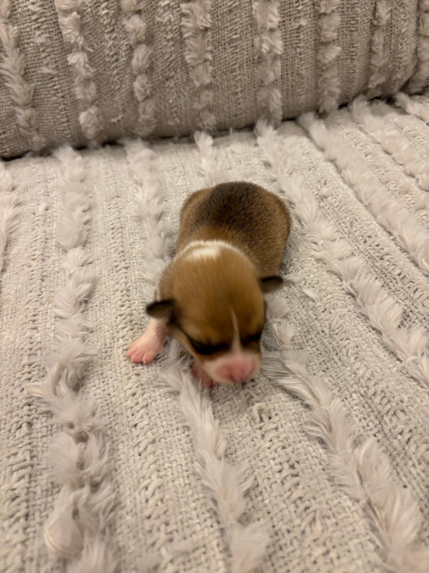 Red/White Male - $800