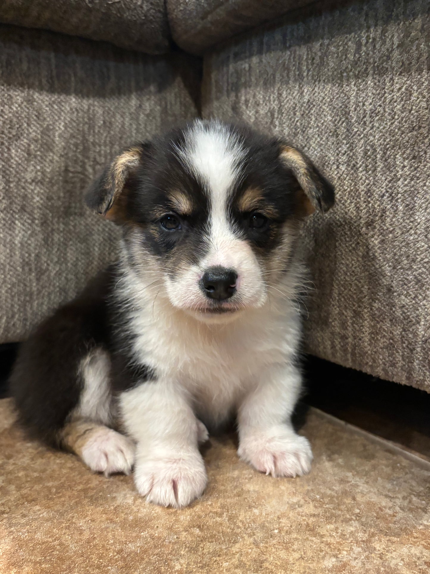 Tricolor Male 1 -  $750